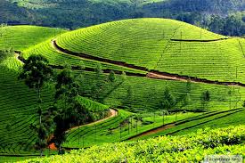 Resorts For A Perfect Romantic Sojourn In Ooty