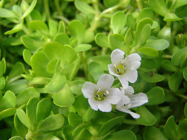 Bacopa Monneiri