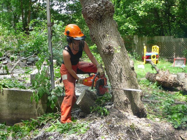 tree-surgeons-essex